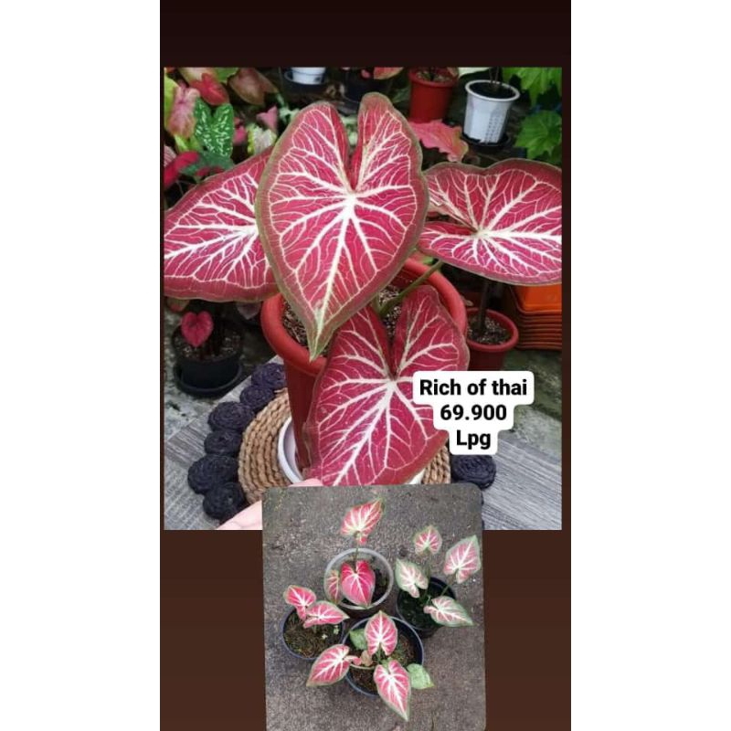 caladium rich of thai anakan