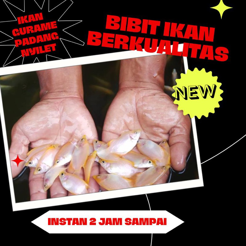 bibit ikan gurame padang