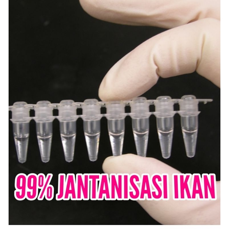 hormon jantanisasi breeding ikan cupang 99% anakan jantan