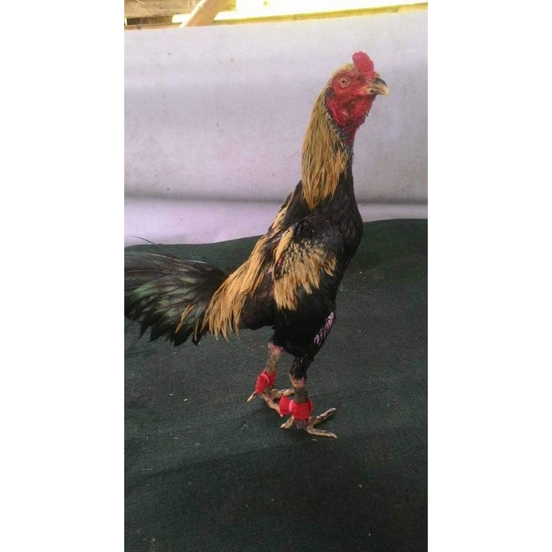 Bungkus jalu ayam aduan plester jalu