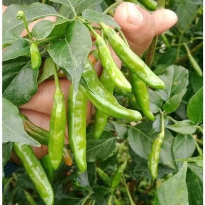 Benih Cabe Rawit Hijau Rajo 20seed