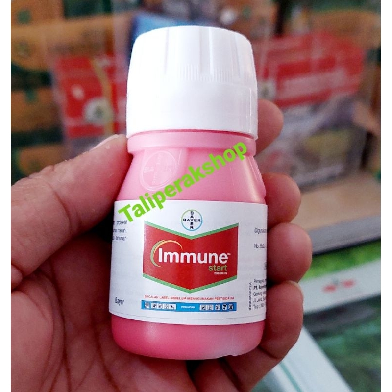 Fungisida  IMMUNE start obat bulai jagung