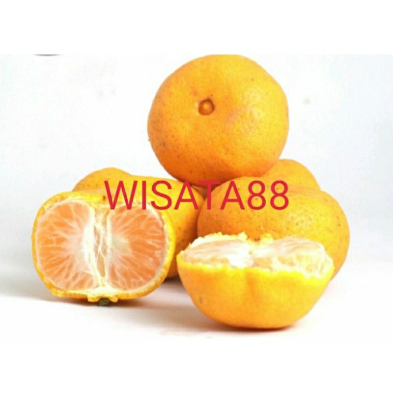 

buah jeruk ponkam mandarin premium import fresh 500gr
