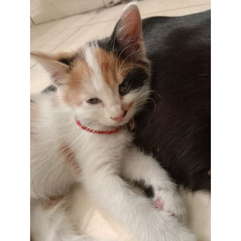 [keep] Novel Saving Ludo