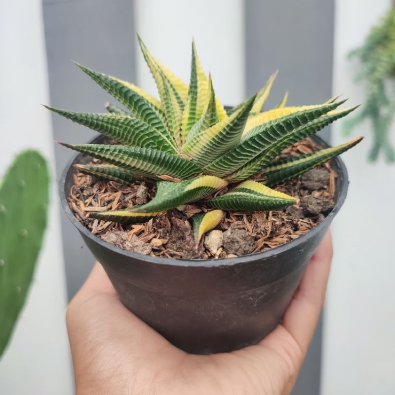 Haworthia Limifolia Variegata | DP 10cm