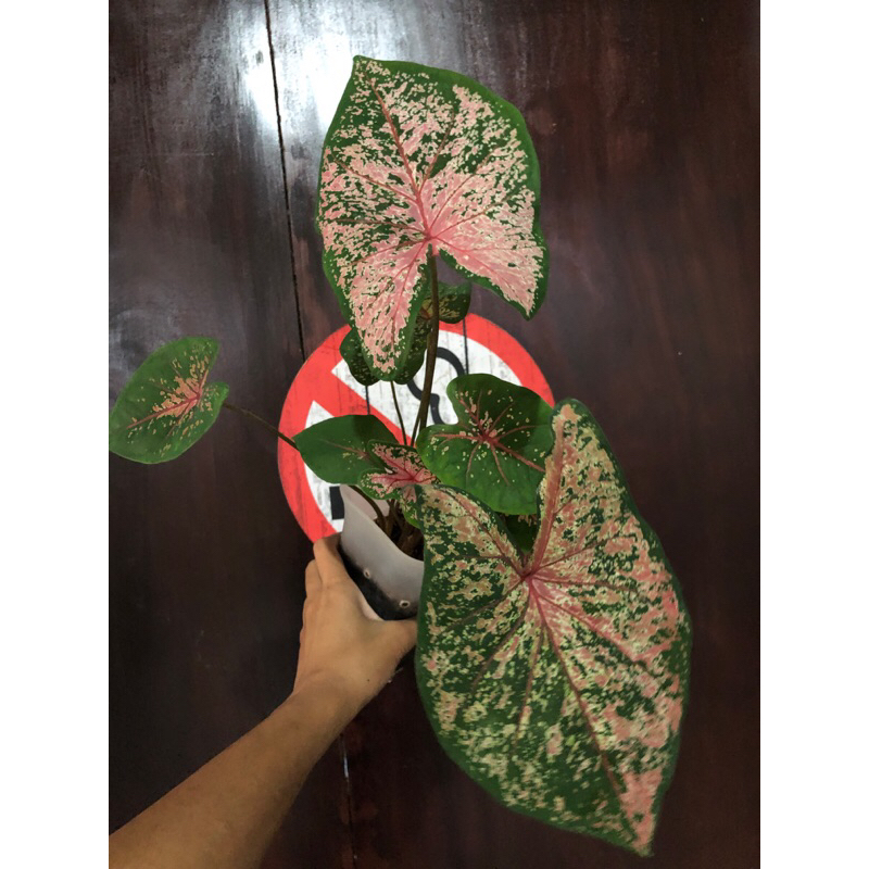 Caladium Pink beauty 35k