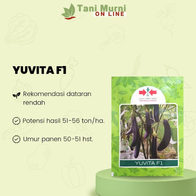 Benih Terong Ungu Yuvita