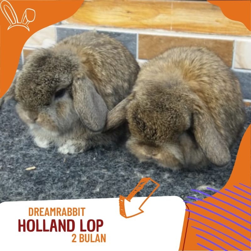 kelinci hias holland lop pure cusnat
