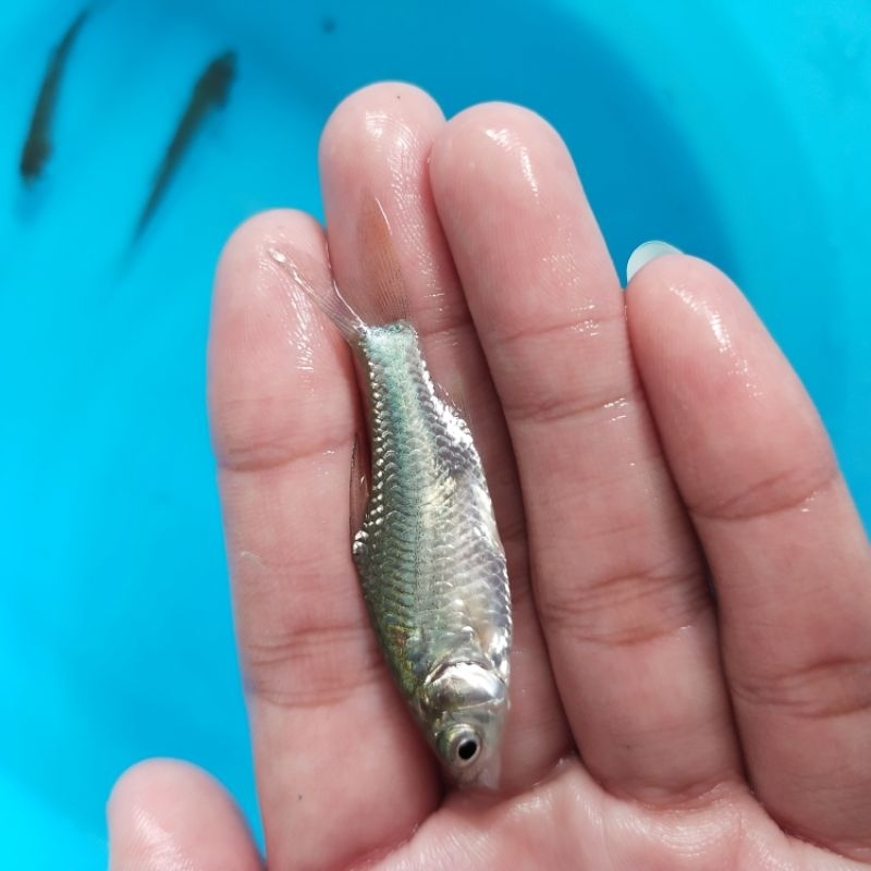 BIBIT IKAN TAWES / IKAN TAWES 1 JARI / IKAN TAWES SEHAT