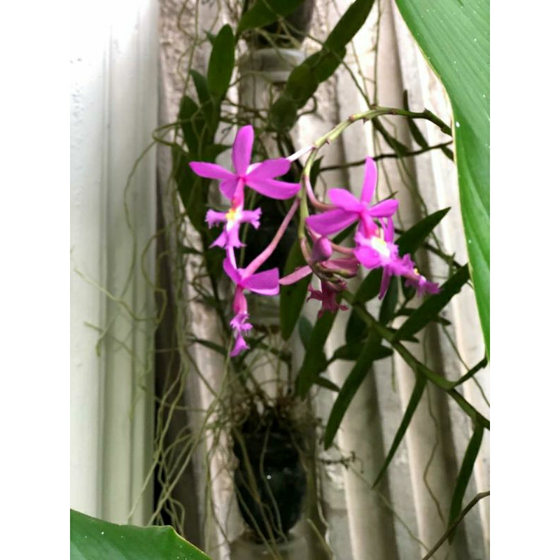 Anggrek Epidendrum / Anggrek tanah / Anggrek Ungu