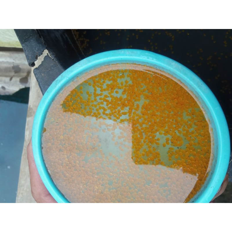 Paket 1000 Telor Gurame Padang