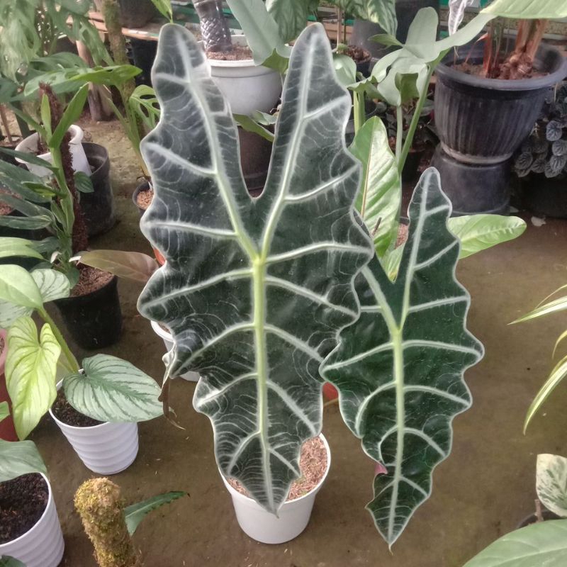 alocasia amazon