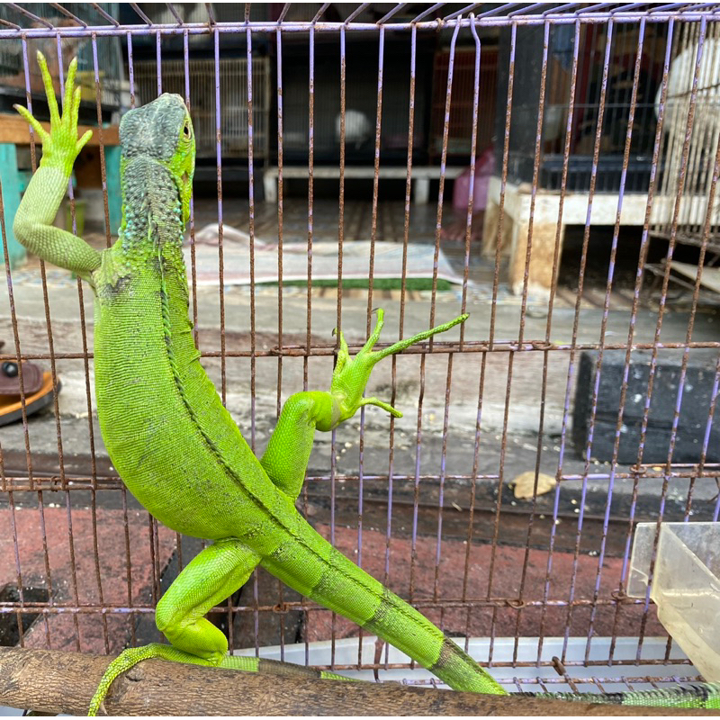 Iguana Green