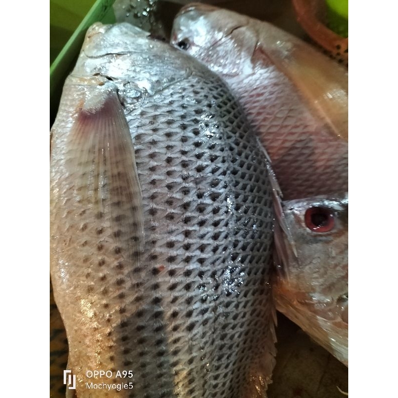 

Ikan kakap jenaha 1kg