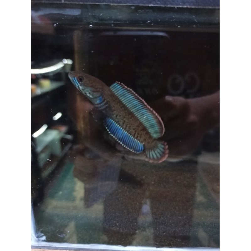 Chana Andrao high fine grade A