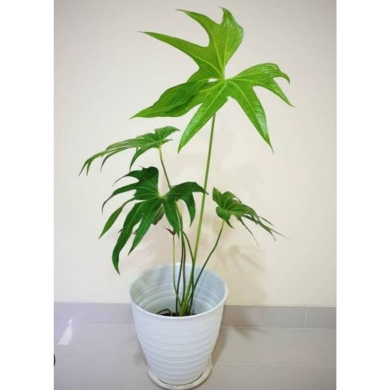 tanaman hias anturium jari/anturium wali songo/anturium