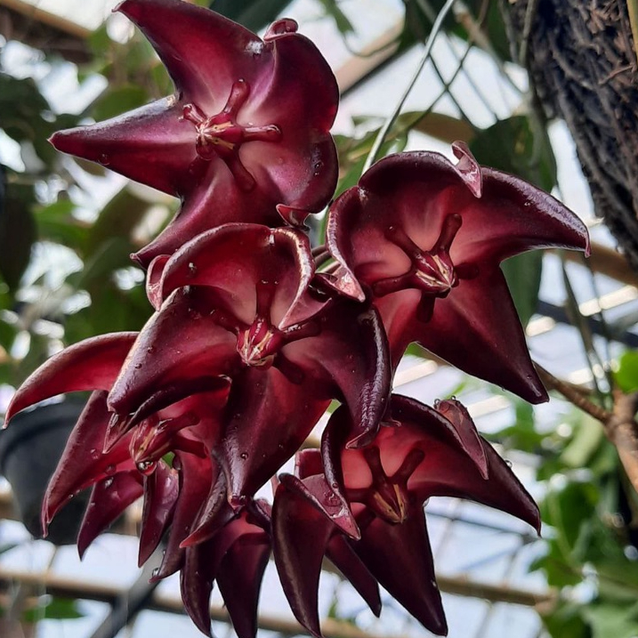 Tanaman Hias Hoya Onychoides Spesies Papua