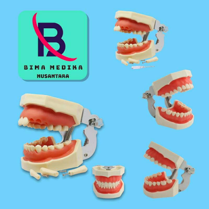 PHANTOM MANEKIN MODEL GIGI RESIN / MODEL PELATIHAN TYPODONT