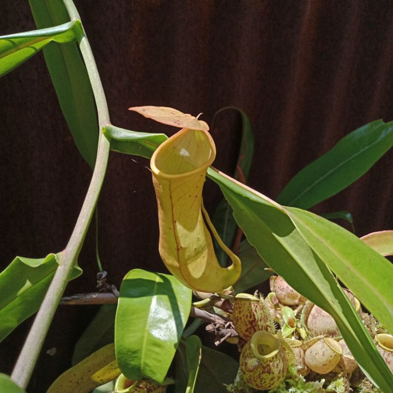 Tanaman Karnivora Nepenthes Kantong Semar Gracilis × Reinwardtiana (BACA DESKRIPSI)