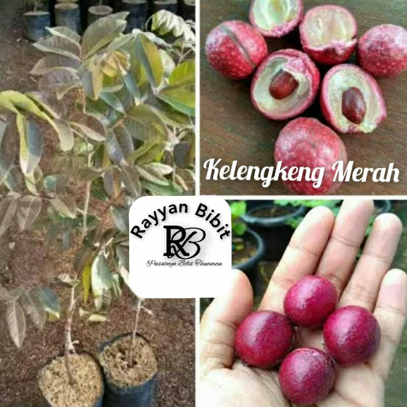 Bibit Pohon Kelengkeng Merah berbunga Siap Berbuah lengkeng merah berbunga lengkeng siap berbuah