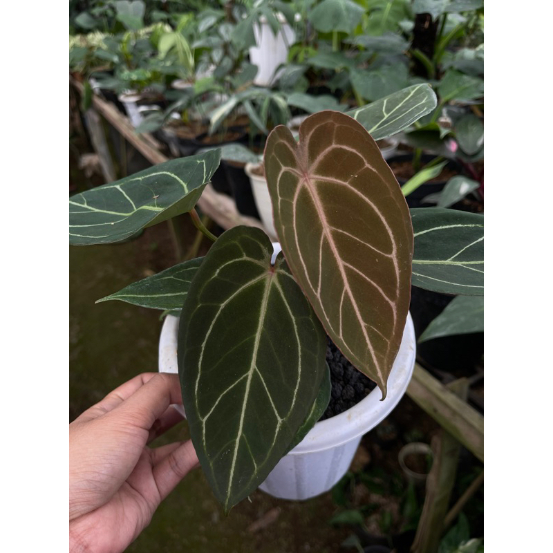 ANTHU FORGETII X PAPILILAMINUM