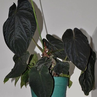 Anthurium Dark mama baby - Kuping gajah dark mama