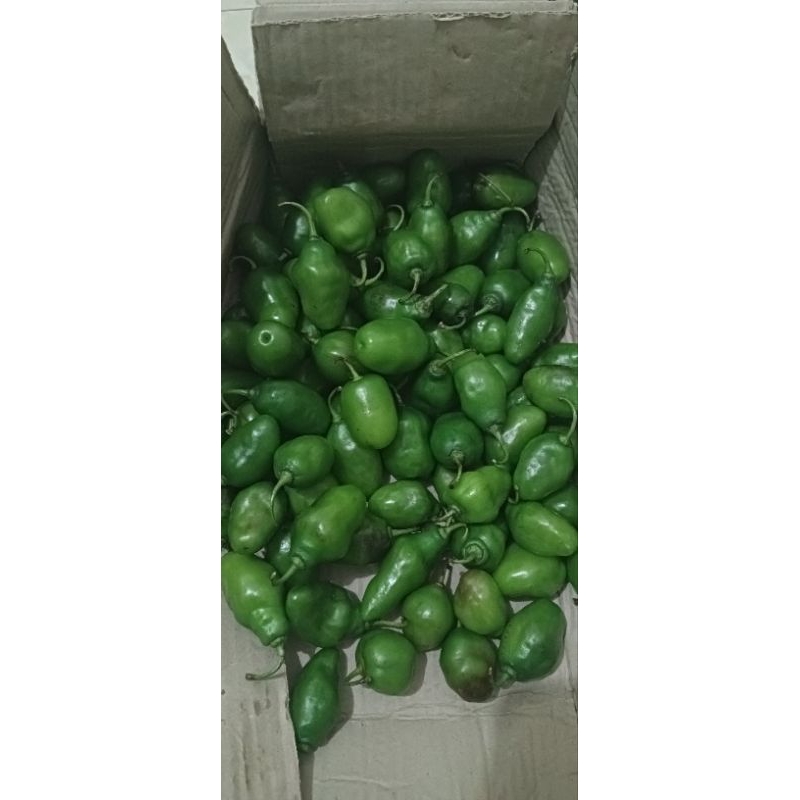 

Gendut cabe mantappp