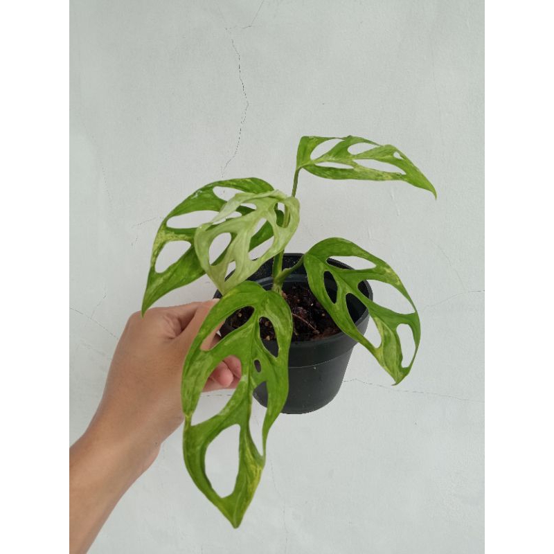 janda bolong varigata / monstera adansonii