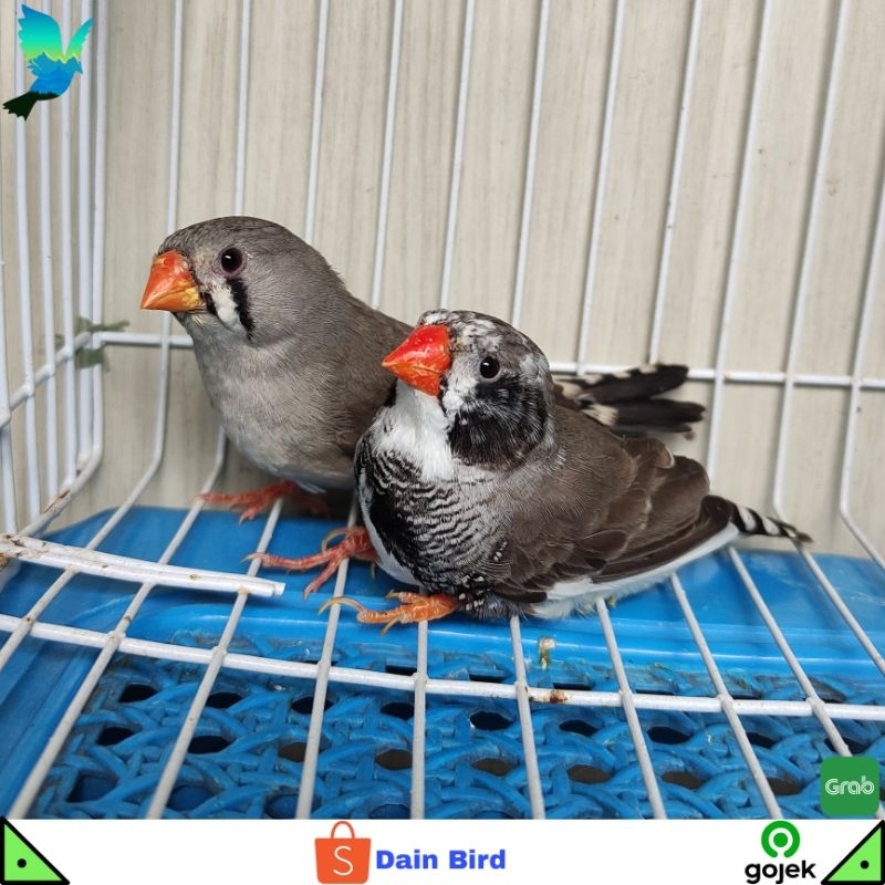 Burung Zebra Finch Ausie Siapan Sepasang -  White BC & NG