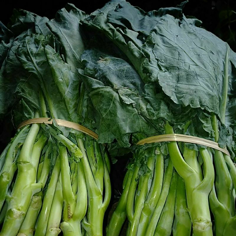 

Baby Kailan Sayur segar ikat