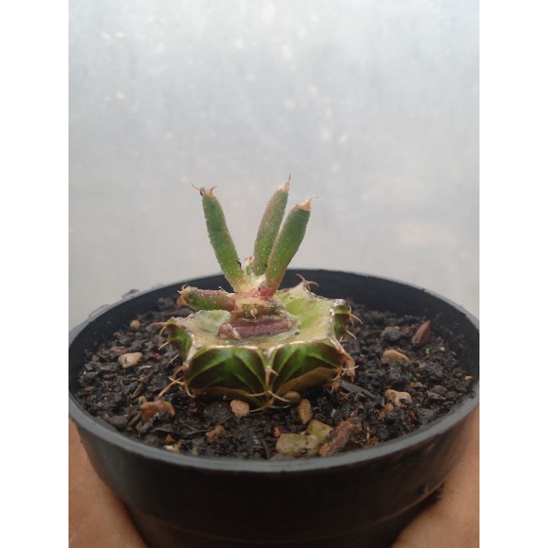 astrophytum caput medusae