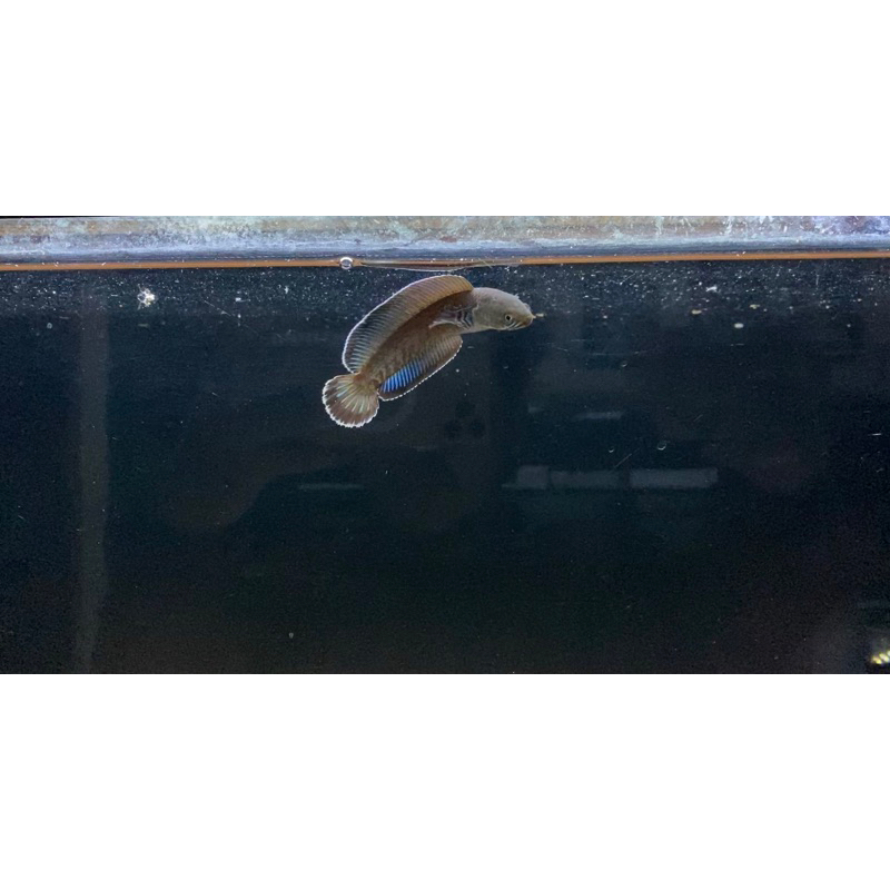 andrao gondrong 10cm