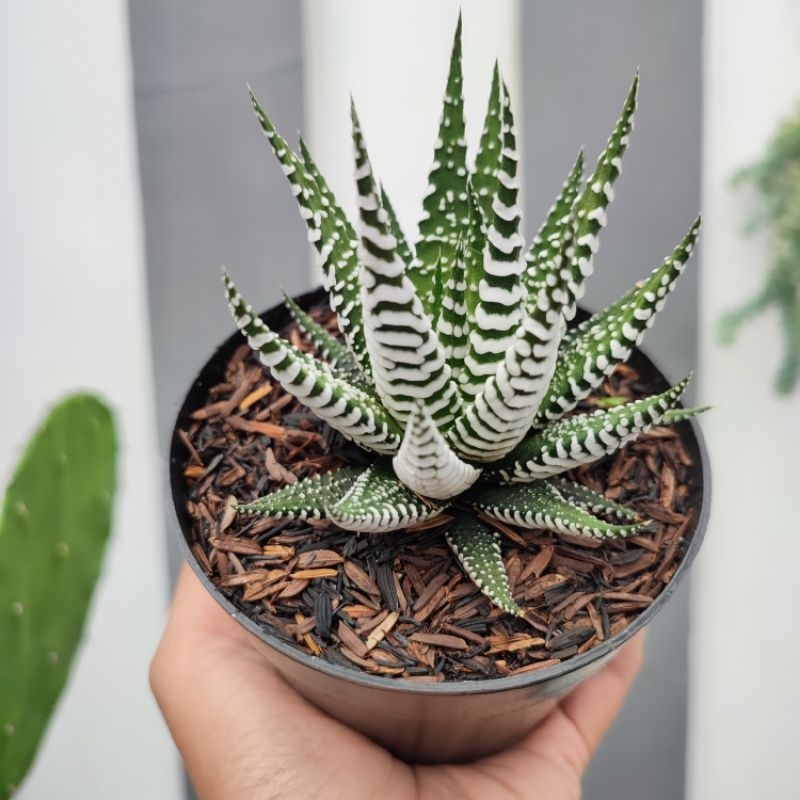 Haworthia Attenuata Super White | DP 10cm