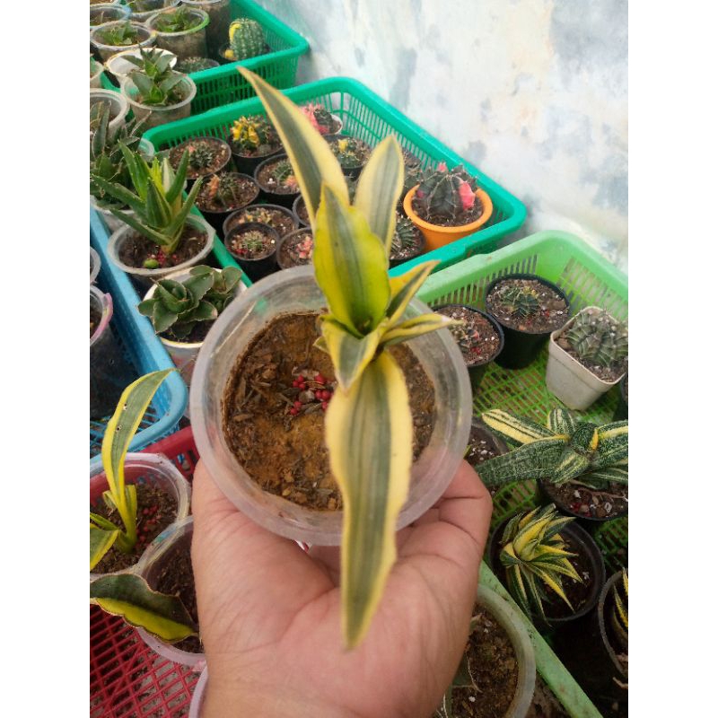 Sansevieria Katana Variegata | sansivera Variegata