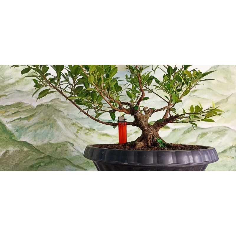 Bonsai Kimeng Bogel mame ( Bahan )