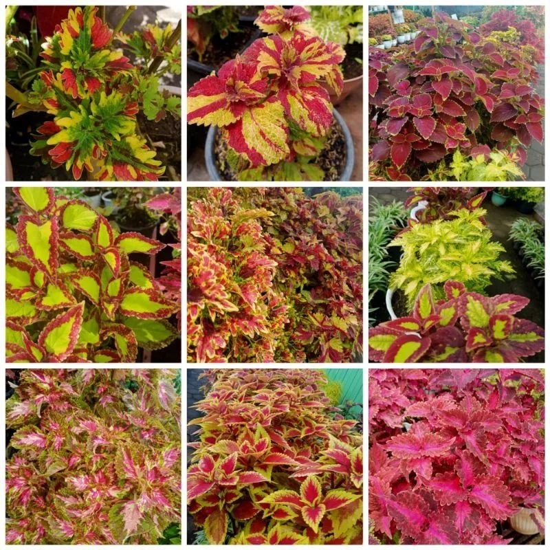 Tanaman Hias Miana Berakar Sultan miana Import dan Miana Lokal