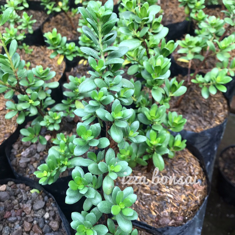 Santigi mawar mutiara