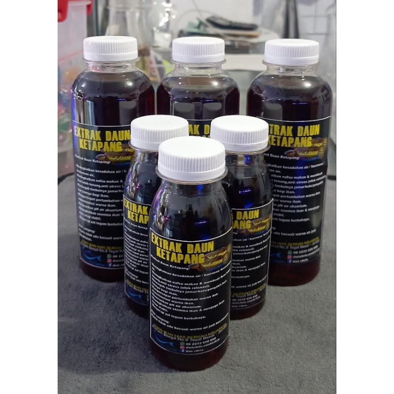 Daun ketapang kering daun olahan dan extrak ekstrak ketapang