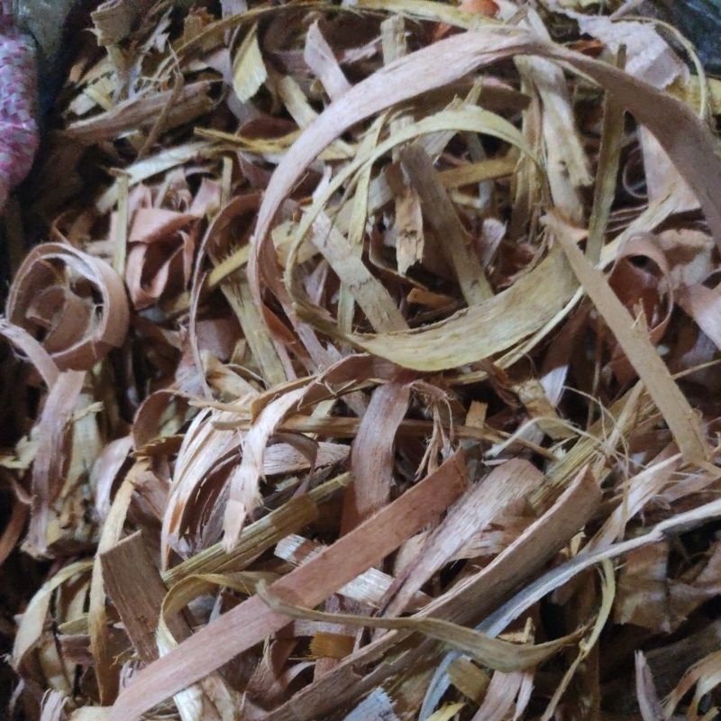 

500 GRAM DARA LAUT SERUT DORO LAUT DORO PUTIH