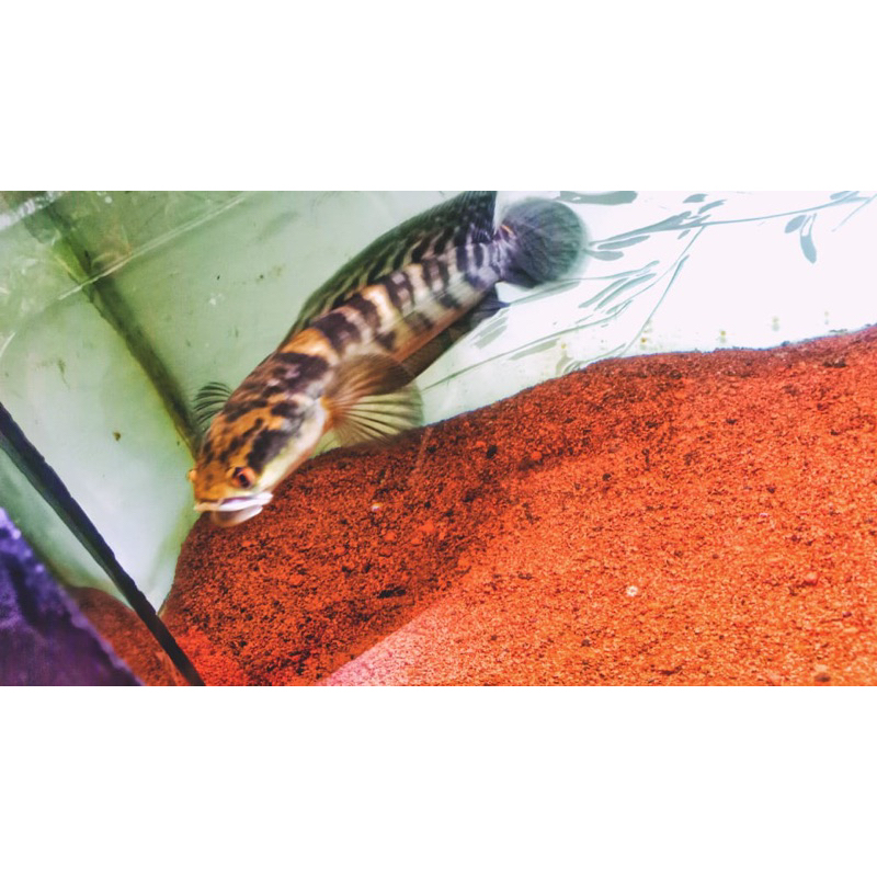 YS PROGRES (SIMET BERBUNGA) 27-30 CM