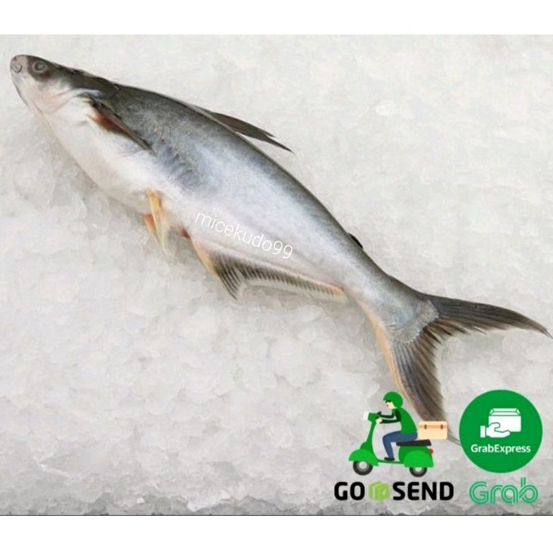 

IKAN PATIN 1KG SEGAR FRESH IKAN AIR TAWAR PANGAS CATFISH