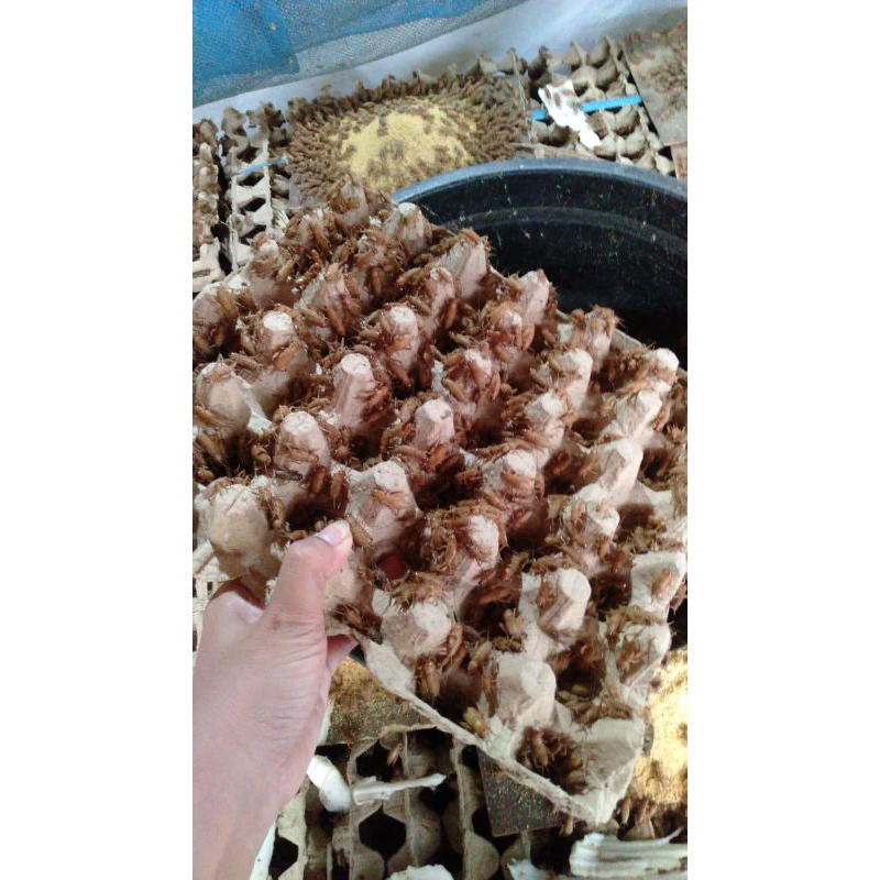 

bisa cod, 1kg telur jangkrik madu kunyit bergaransi