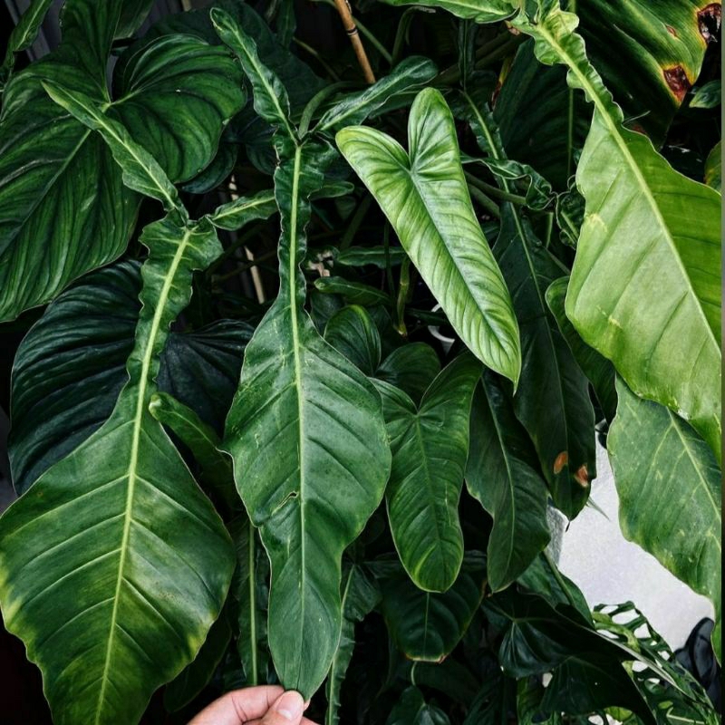 new beby philodendron joepii/anakan philodendron joepii