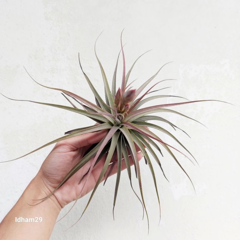 Tillandsia Concolor Ukuran Large