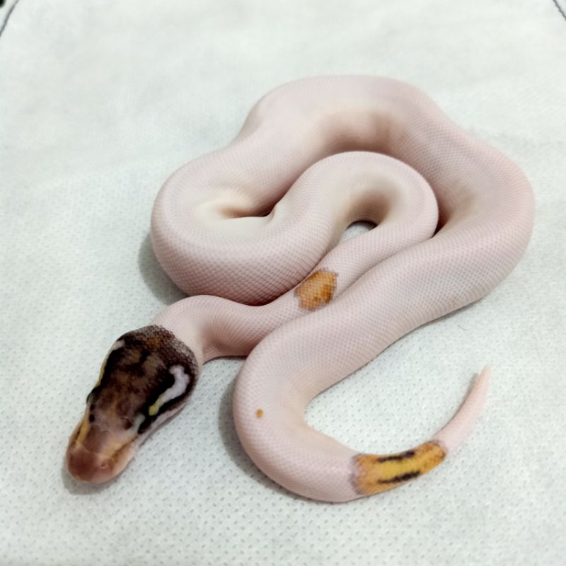 Pastel Pinto Pied Ball Python Female