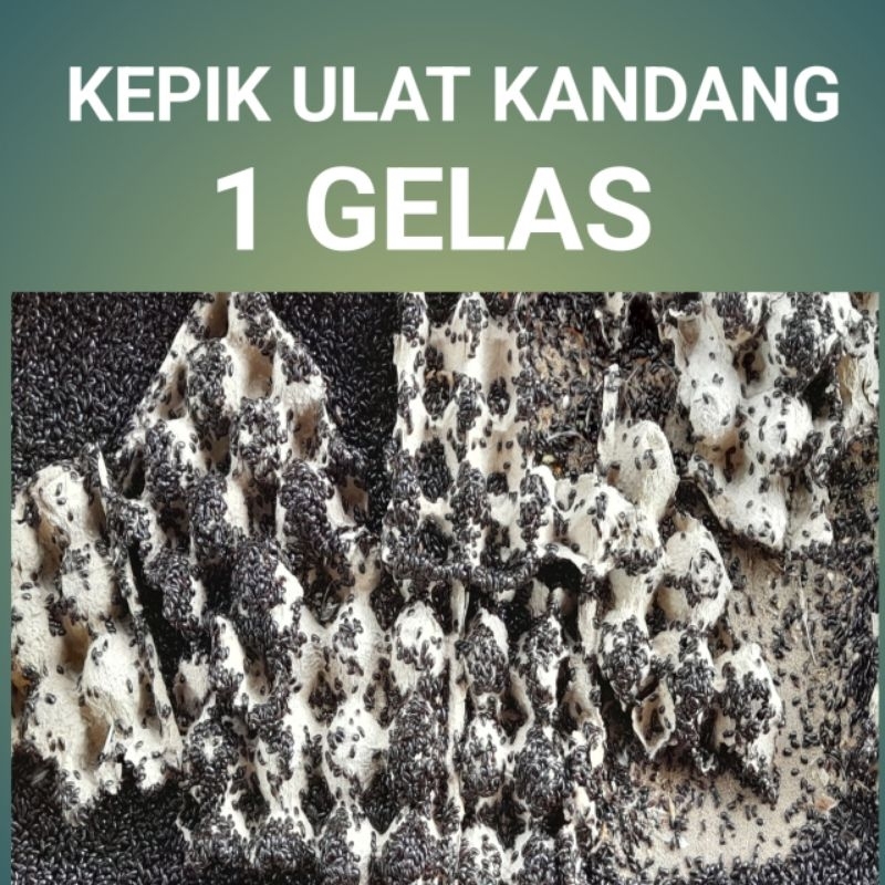 indukann ulat kandang 1 gelas /bibit ulat kandang