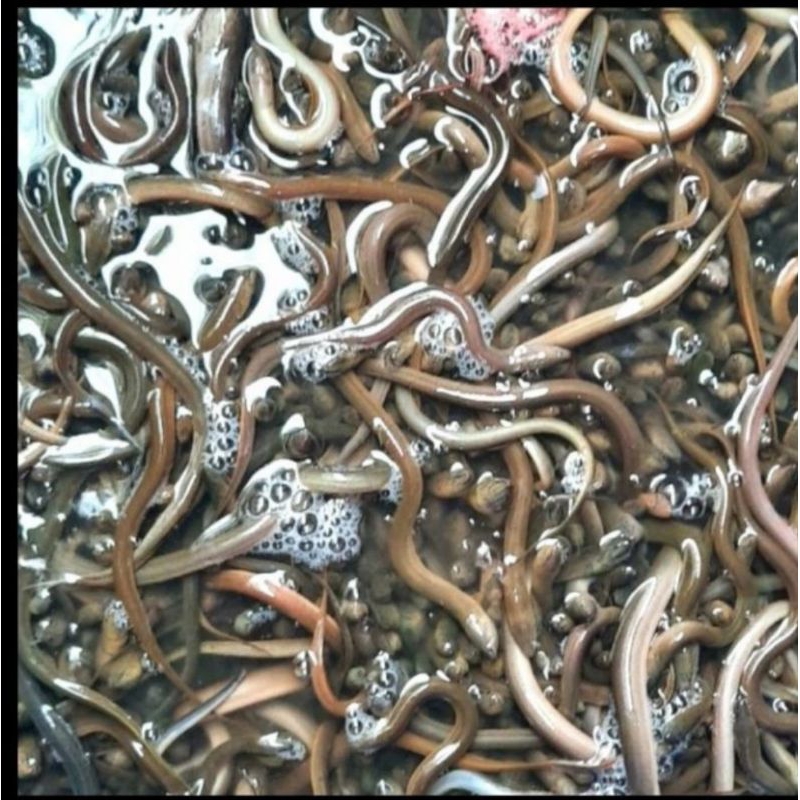 BIbit Belut sawah - Gratis Pelet