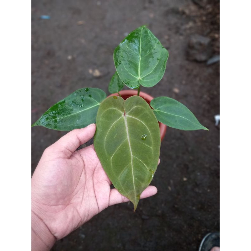 anthurium papillilaminum x ace of spades