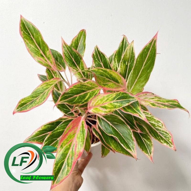 (BISA COD) PROMO Aglonema lipstik pink - tanaman hias aglonema lipstik pink