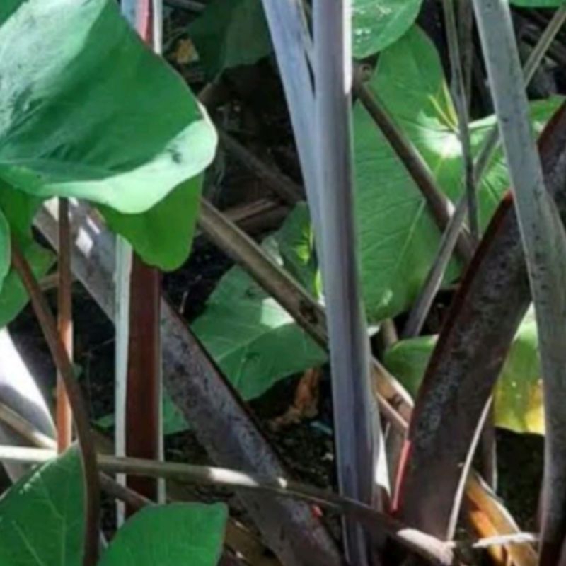 

Lompong hitam sayuran